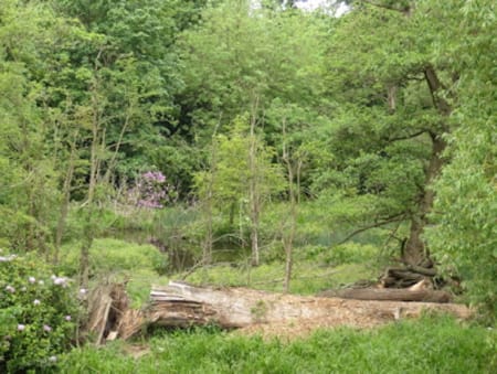 wollaton swamp area