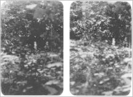 else arnhem pic