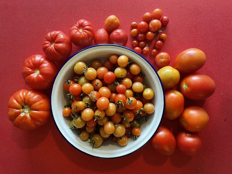 Image of various sized tomatoes arranged on red worktop